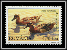 Garganey (Anas querquedula)