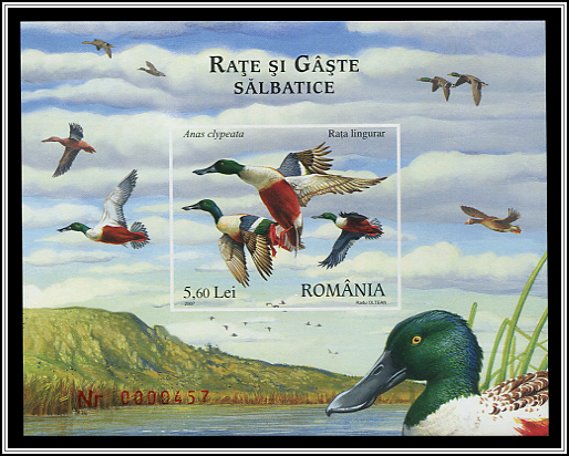 Northern Shoveler (Anas clypeata)