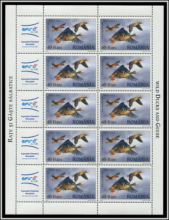 Lesser White-fronted Goose (Anser erythropus)
