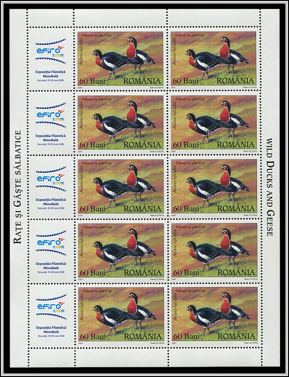 Red-breasted Goose (Branta ruficollis)