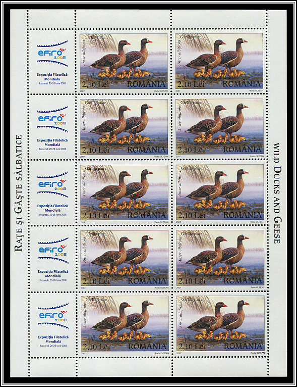 Greater White-fronted Goose (Anser albifrons)
