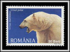 Ursus Maritiumus