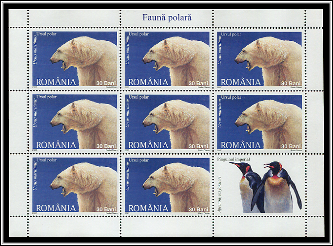 Ursus Maritiumus