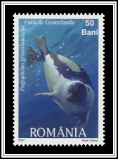 Pagophilus Groenlandicus