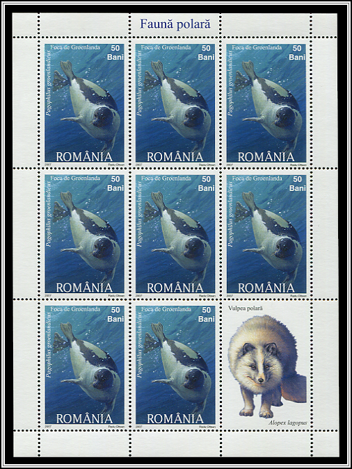 Pagophilus Groenlandicus