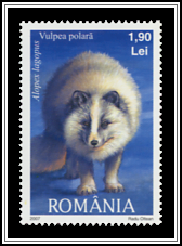 Alopex Lagopus