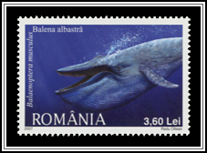 Balaenoptera Musculus