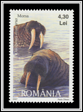 Odobenus Rosmarus