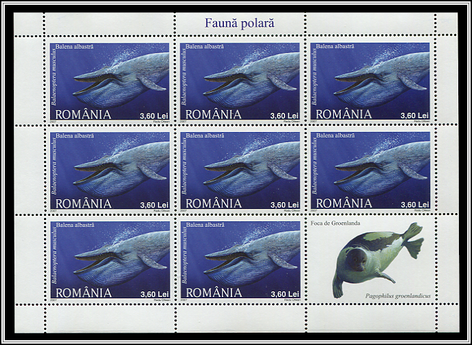 Balaenoptera Musculus