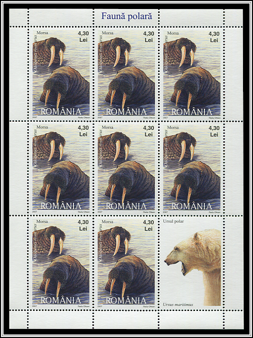 Odobenus Rosmarus