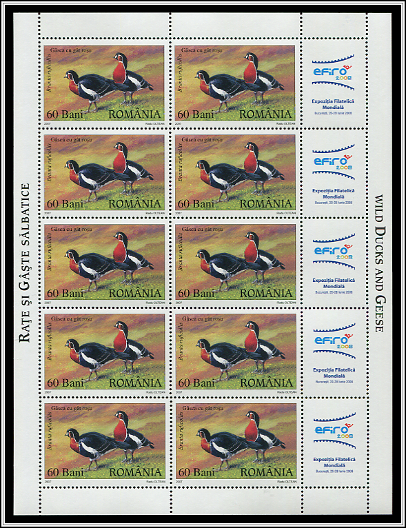 Red-breasted Goose (Branta ruficollis)