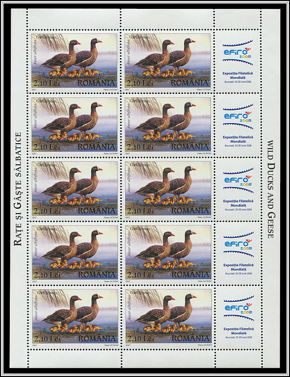 Greater White-fronted Goose (Anser albifrons)