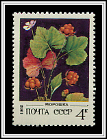Rubus Chamaemorus