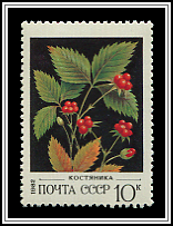 Rubus Arcticus