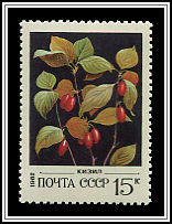 Cornus Suecica