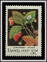 Fragarice Vesca