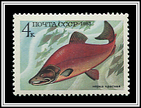 Oncorhynchus Nerka