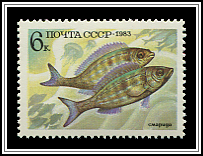 Perca Fluviatilis