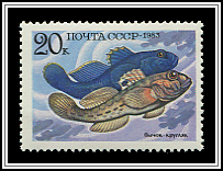 Neogobius Melanostomus