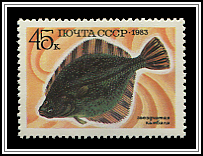 Platichthys Stellatus