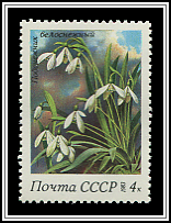 Galanthus Nivalis