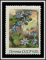 Anemone Hepatica