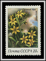 Gagea Lutea