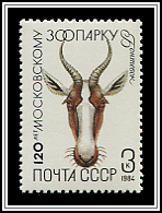 Damaliscus Dorcas Dorcas