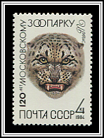 Panthera Uncia