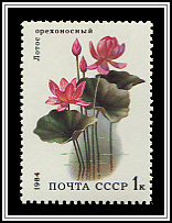 Nelumbo Nucifera