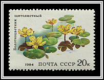 Nymphoides Peltata