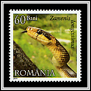 Aesculapian Snake (Zamenis longissimus)
