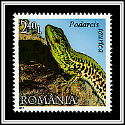 Balkan Wall Lizard (Podarcis tauricus)