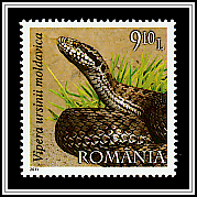 Moldavian Meadow Viper (Vipera ursinii moldavica)