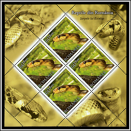 Aesculapian Snake (Zamenis longissimus)
