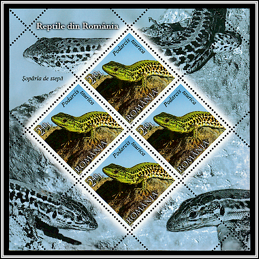 Balkan Wall Lizard (Podarcis tauricus)
