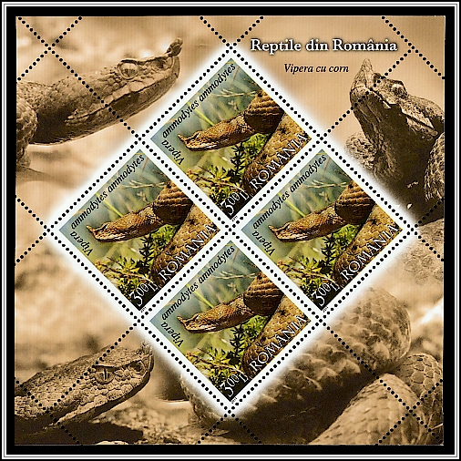 Western Sand Viper (Vipera ammodytes ammodytes)