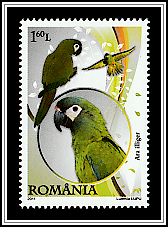 Illiger's Macaw (Ara illiger)