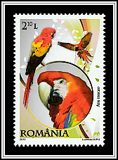 Scarlet Macaw (Ara macao)