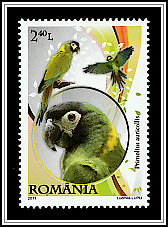 Yellow-collared Macaw (Primolius auricollis)
