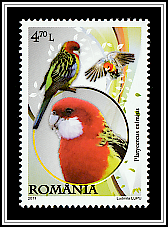 Eastern Rosella (Platycercus eximius)