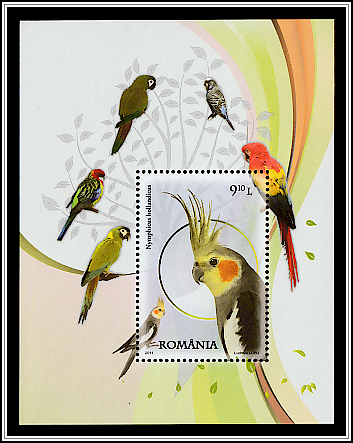 Cockatiel (Nymphicus hollandicus)