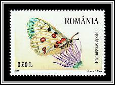 Apollo (Parnassius apollo)