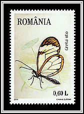 Glasswinged Butterfly (Greta oto)