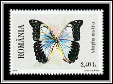 Morpho Butterfly (Morpho nestira)