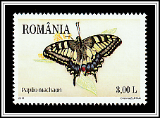 Swallowtail (Papilio machaon)