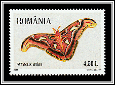 Atlas Moth (Attacus atlas)