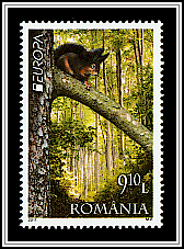 Squirrel in the Forest