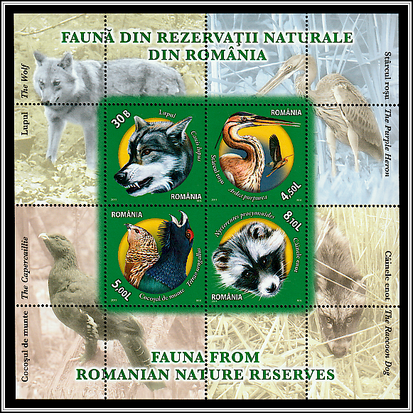 Wolf, Purple Heron, Western Capercaillie, and Raccoon Dog