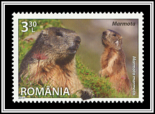 Marmota Marmota